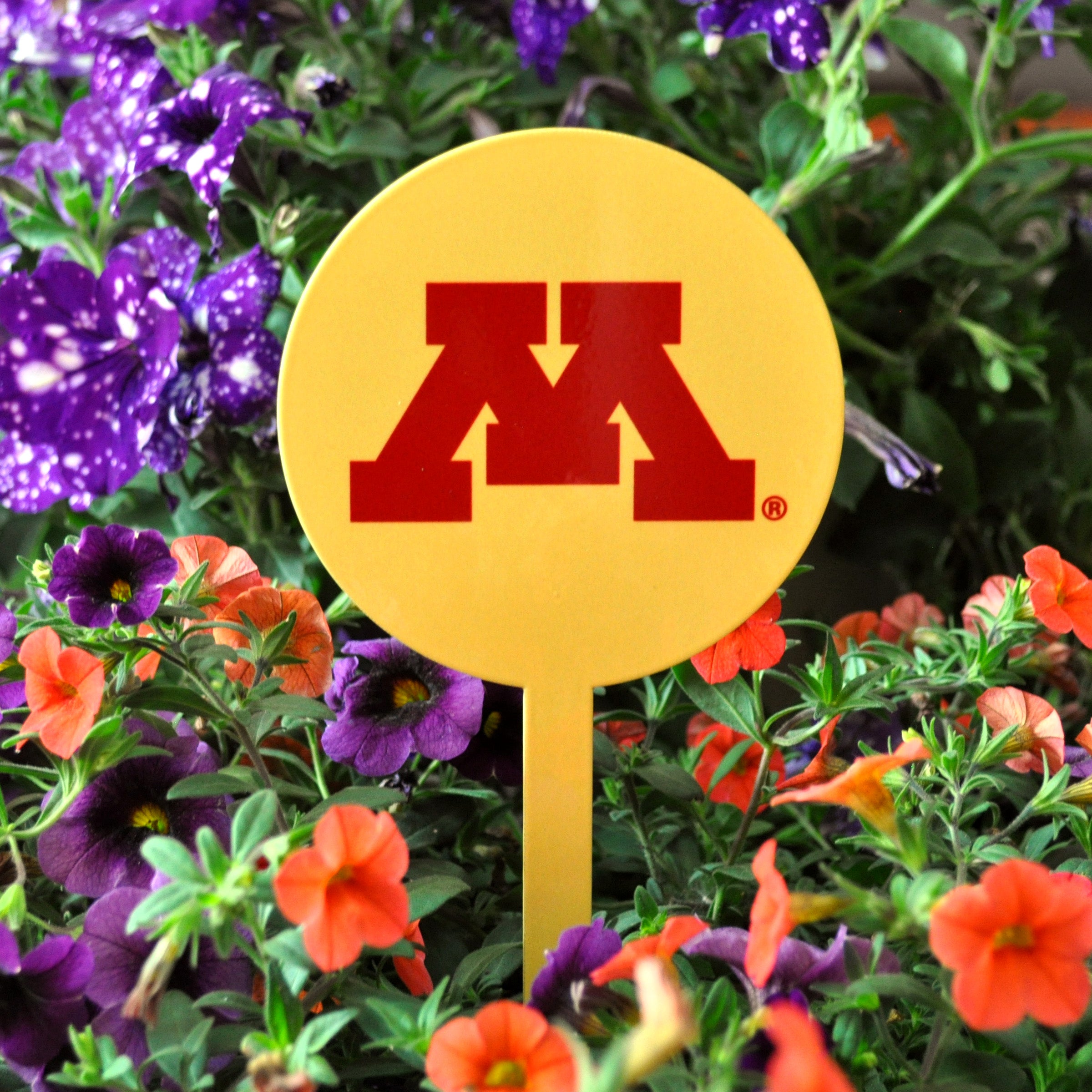 Minnesota Golden Gophers Yellow Steel Garden Stake